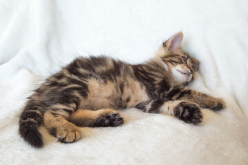 Chaton