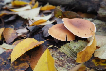 Brown nedible mushrooms in the autumn forest among the leaves of trees