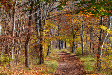 Obraz premium Herbstlandschaft zwischen Seeberg und Alter Sternwarte