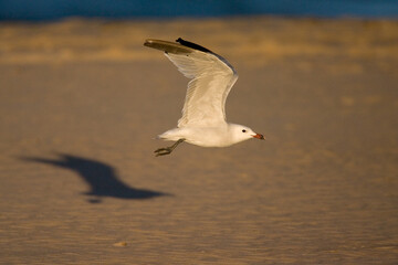Audouins Meeuw, Audouin's Gull, Ichthyaetus audouinii