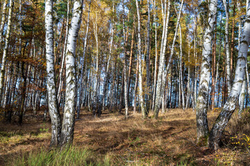 Herbstlandschaft zwischen Seeberg und Alter Sternwarte