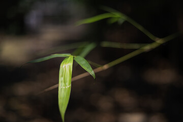 Bamboo tree leaf sprout in the garden