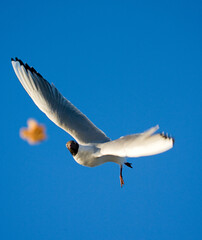 Black-headed Gull, Kokmeeuw, Larus ridibundus