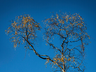 UK - Buckinghamshire - Burnham Beeches