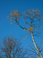 UK - Buckinghamshire - Burnham Beeches