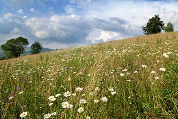 Fototapeta premium Chamomile mountain meadow on a bright summer day.