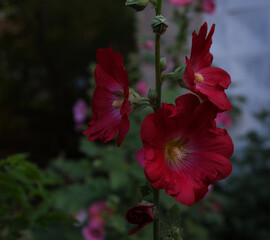 Obraz premium red flower in the garden