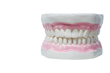 Model of a man's jaw with even teeth. The concept of care for the oral cavity. Copy space