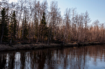 Birch trees without leaves in early spring. Small river flow across forest with light in sundown lights. March 
