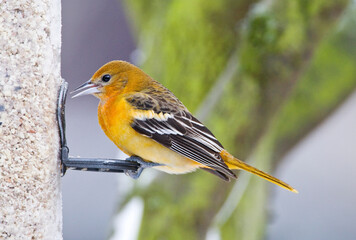 Noordelijke Troepiaal, Baltimore Oriole, Icterus galbula