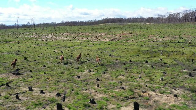 Aerial footage of wild horses running through an open field that has been affected by bushfire in regional Australia 