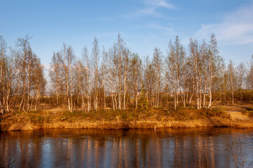 Birch trees without leaves in early spring. Small river flow across forest with light in sundown lights. March 