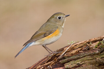 Red-flanked Bluetail, Blauwstaart, Luscinia cyanura