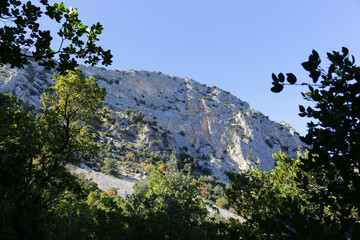 trees frame the mountain peak