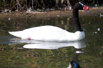 A Black Necked Swan in the water