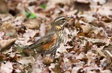 Redwing, Koperwiek, Turdus iliacus