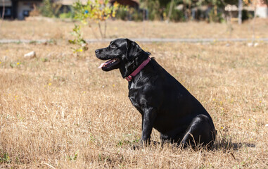 labrador retriever on nature