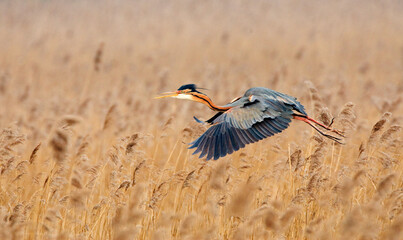 Purperreiger, Purple Heron, Ardea purpurea