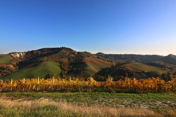 Vigneti in autunno in collina