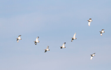 Little Bustard, Tetrax tetrax