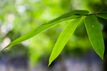 Bamboo tree leaf sprout in the garden