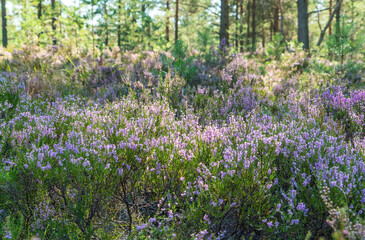 Forest flowers of Heather in a Sunny clearing .