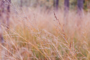 Fototapeta premium Tufted hair grass (Deschampsia cespitosa) in a garden in autumn