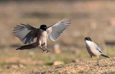Iberian Magpie, Cyanopica cooki