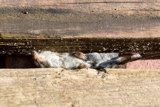 Dead Common Vole stucking between the boards