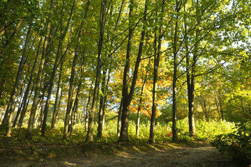 Fototapeta na wymiar Early autumn - Autumn forest trees, nature green wood backgrounds