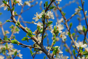 White flowers blossoming on the branch of wild tree