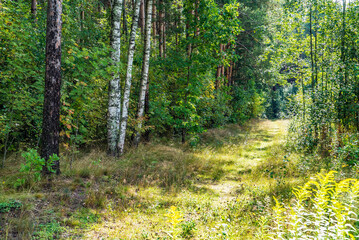 Obraz premium Forest path illuminated by bright sunlight . Leningrad region.