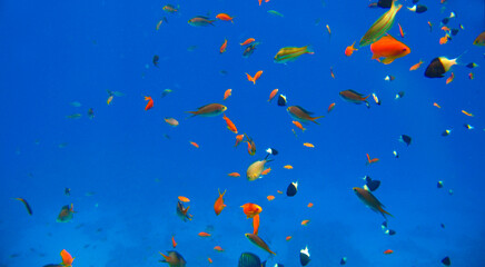 Fototapeta na wymiar Tropical exotic fish different colors moving over the reef underwater of Red sea
