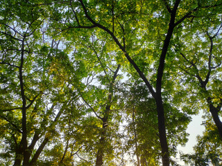 trees in the forest