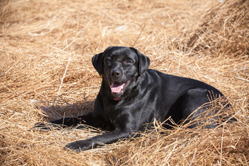 labrador retriever on nature