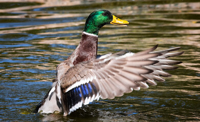 Obraz premium AVE ACUÁTICA CON LAS ALAS ABIERTAS SOBRE EL ESTANQUE DE AGUA 