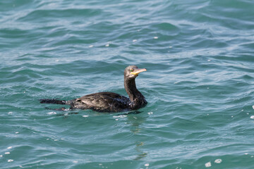 Mediterranean Shag, Phalacrocorax aristotelis desmarestii