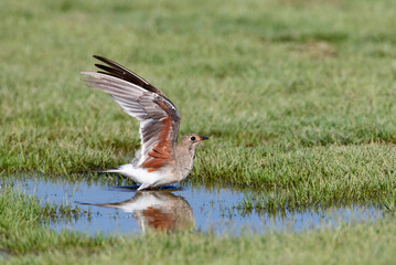 Collared Pratincole, Glareola pratincola