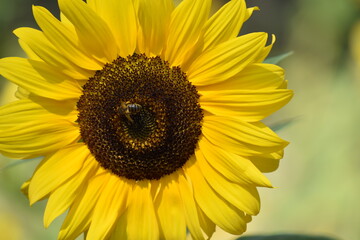 Naklejka premium Sunflower