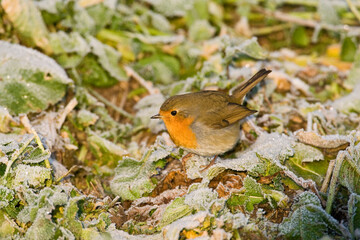Fototapeta premium Roodborst, European Robin, Erithacus rubecula