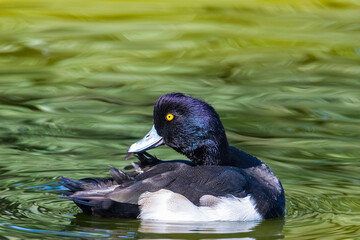 AVE ACUÁTICA BLANCA Y NEGRA NADANDO SOBRE ESTANQUE DE AGUA Y FONDO VERDE