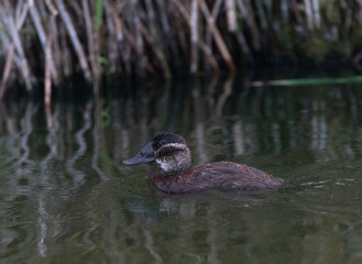 White-headed Duck, Oxyura leucocephala
