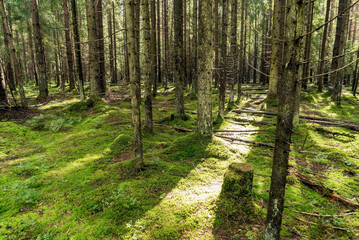 Dense forest with spruce trunks and green moss . Leningrad region.