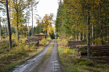 Woodpiles by a beautiful forest road in fall season