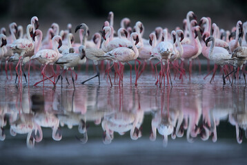 Fototapeta premium Lesser Flamingos at Lake Bogoria with dramatic reflection, Kenya