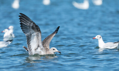 Audouin's Gull, Ichthyaetus audouinii