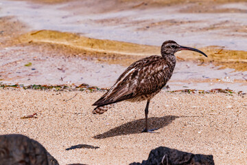 A beautiful whimbrel at its winter quarters on the island of Mauritius in the Indian Ocean
