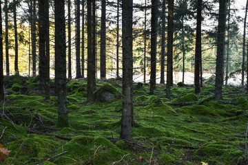 Green mossy ground in a spruce tree forest