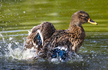 AVE ACUÁTICA CON PLUMAJE MARRON NADANDO Y SALPICANDO AGUA EN ESTANQUE DE AGUA
