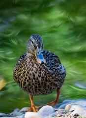AVE ACUÁTICA CON PLUMAJE MARRÓN EN ESTANQUE DE AGUA SOBRE FONDO VERDE